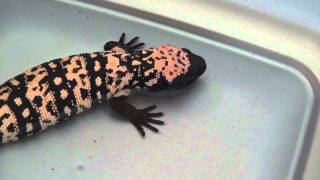 Heloderma suspectum Gila Monster Taking a Bath and Drinking Some Water [upl. by Aelsel]