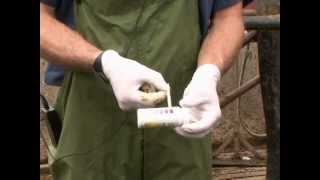 Performing a Ketone Bodies Test Using a Urine Sample [upl. by Jamel447]