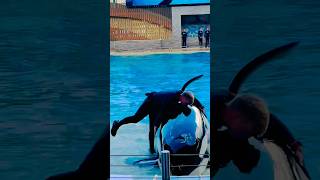 Orca encounter Seaworld super cute killer whale 🐳 viral video shorts youtube youtubeshorts [upl. by Myriam]