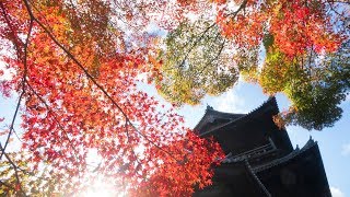 Kyoto’s Autumn Colors 2018  nipponcom [upl. by Eolhc]