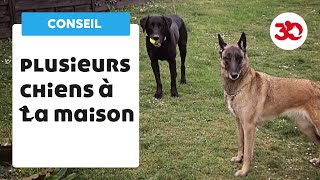 Plusieurs chiens à la maison  bien gérer sa meute [upl. by Madeleine]