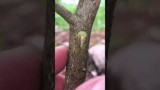 T Cut Lemon Grafting Easy Method for High Success EP089 [upl. by Llevert]