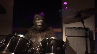 Cadbury’s gorilla live at Cadbury world🦍 [upl. by Adnohsad367]