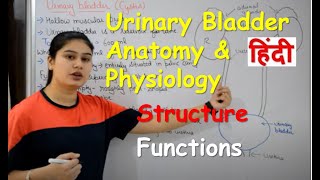 Urinary Bladder Anatomy amp Physiology in Hindi  Structure  Functions [upl. by Schilling]