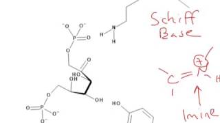 CHEM 407  Glycolysis  4  Aldolase Mechanism [upl. by Orelee]