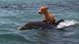 DOLPHIN amp DOG SPECIAL FRIENDSHIP  Vangelis Song Of The Seas [upl. by Woodhouse]