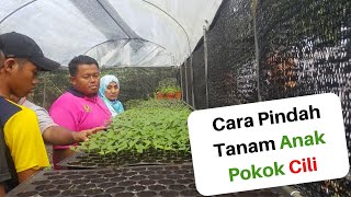 Cara Pindah Tanam Anak Pokok Cili [upl. by Steffin]