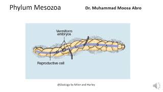 Phylum Mesozoa [upl. by Vevina868]