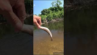 Chumming for bass at the creek  bass fishing with live bait [upl. by Josee30]