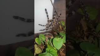 Pregalis just chilling😃😯 tarantula rainforestanimalsound shorts [upl. by Hoebart]