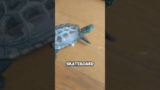 Fastest turtle 🐢🛹 turtle skating funny [upl. by Eeralav207]