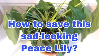 How to revive a dying Peace Lily [upl. by Mcnamee]