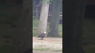 After Catching a Northern Pike Fish a Bald Eagle is Menaced by an Eastern Kingbird on the Lakeshore [upl. by Nawoj]