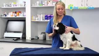 The PetHealthClub  How to put drops in your dogs ears [upl. by Haduhey]