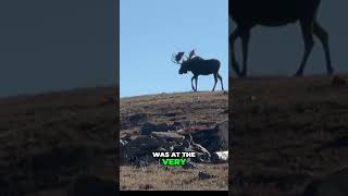 Unforgettable Moose Sighting in Rocky Mountain National Park [upl. by Buiron]