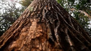 Protección Especie de Árbol El Abarco Cariniana pyriformis  TvAgro por Juan Gonzalo Angel [upl. by Kat793]