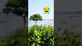 Hat bajariya sb bah gaile aail shortvideo bhojpurisongs emotional 😭😭 [upl. by Noffets]