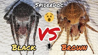 BLACK PANTHER vs BROWN CEBU OverSized Spider Fight Naisahan ka nga naman Unexpected Win [upl. by Charpentier94]