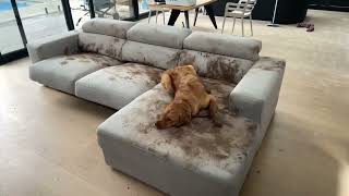 Muddy Dog Gets Comfy on Couch [upl. by Ashok]