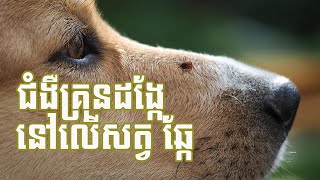 TickBorne Disease on Dogs ជំងឺគ្រុនដង្កែ នៅលើសត្វឆ្កែ [upl. by Palumbo278]