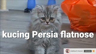 Kucing persia flatnose  flat nose persian cat [upl. by Htennek18]