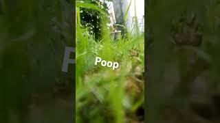 Poop ishowspeed chicken food cat notlikeus ryanworld roblox [upl. by Senalda]