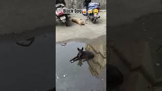 funny karamati comedyfilms comedy doglover comedyprank comedyvideo viralvideo trending [upl. by Uela]