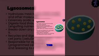 Phagocytosis vs Pinocytosis The PacManLike Process of Cell Engulfment [upl. by Stover]