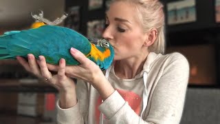 DO MACAWS MAKE GOOD PETS  Must Knows About Macaw Parrots [upl. by Philippe]