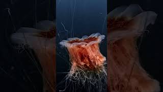 Lion”s mane jellyfish [upl. by Raimund416]