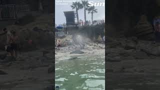 Moment Sea Lion charges at beachgoers in San Diego shorts [upl. by Amihsat]