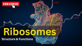 Ribosomes Structure amp Function  Cell Biology  Biology [upl. by Aihsinat]