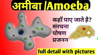 Amoeba in hindiअमीबा में पोषण amoeba kya hai Reproduction in amoebaamoeba me poshan in hindi [upl. by Jentoft]