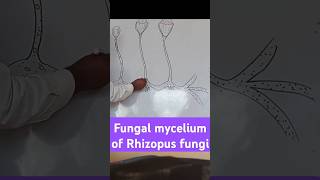 Fungal mycelium of Rhizopus biologydiagram learningvideos [upl. by Jerrol]