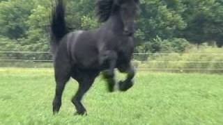 FPS Approved Friesian Stallion Sipke 450 [upl. by Lozar]