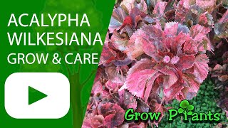 Acalypha wilkesiana  grow amp care Flamengueira [upl. by Basia]