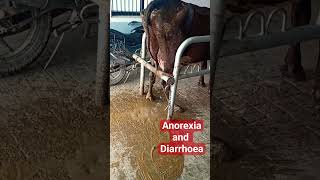 Ruminal Acidosis  Acidic Indigestion  Diarrhoea in Cow cattle indigestion dairyfarm shorts [upl. by Zennas]