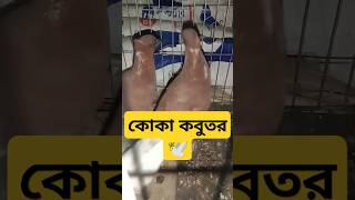 কোকা কবুতর bird kabutar pigeon kobutorkhamar birds [upl. by Amye]