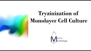 Trypsinization of monolayer cell culture MEDMICRO KKU [upl. by Attenborough]