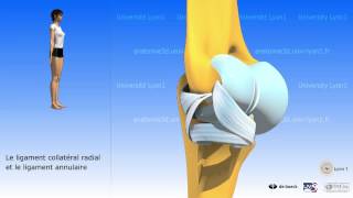 Le coude  arthrologie  larticulation radioulnaire supérieure [upl. by Gladi303]