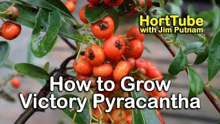 How to grow Victory Pyracantha  Evergreen Screening Plant With Red Berries [upl. by Weinreb723]