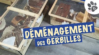 Les Gerbilles Déménagent  je refais leurs cages [upl. by Ahtnammas]