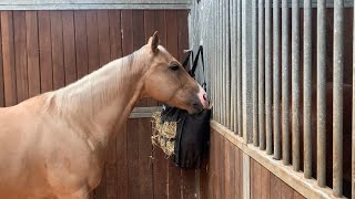 Golden Palomino eats Hay 🤩 Beautiful Horse 🐴 Happy Gelding 🐴 American Quarter Horse 🐎 [upl. by Nnylrahc]