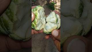 Annona fruit 🔥❤️ අනෝදාshorts fruits annona [upl. by Dirraj]