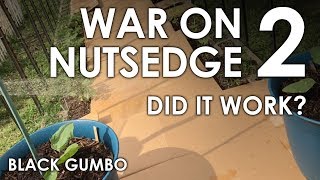 War on Nutsedge Part 2 Did it work  Black Gumbo [upl. by Zach476]