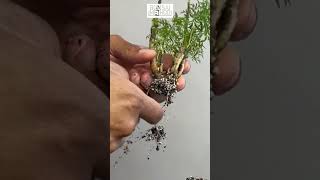 Thick Cutting Propagation  Ming Aralia  1Min or Less [upl. by Lau170]