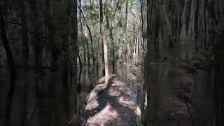 Trail is flooded at Kalmia Gardens hiking roadtrip boardwalk [upl. by Tyra]