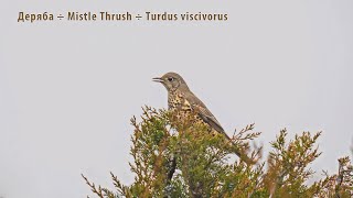 Деряба — Mistle Thrush — Turdus viscivorus [upl. by Rois420]