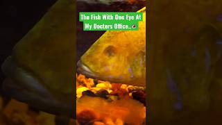 One Eyed Fish wants To Go Viralviralfishvideo [upl. by Odawa519]