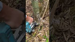 Electric shears for efficient bamboo cutting [upl. by Eimareg398]